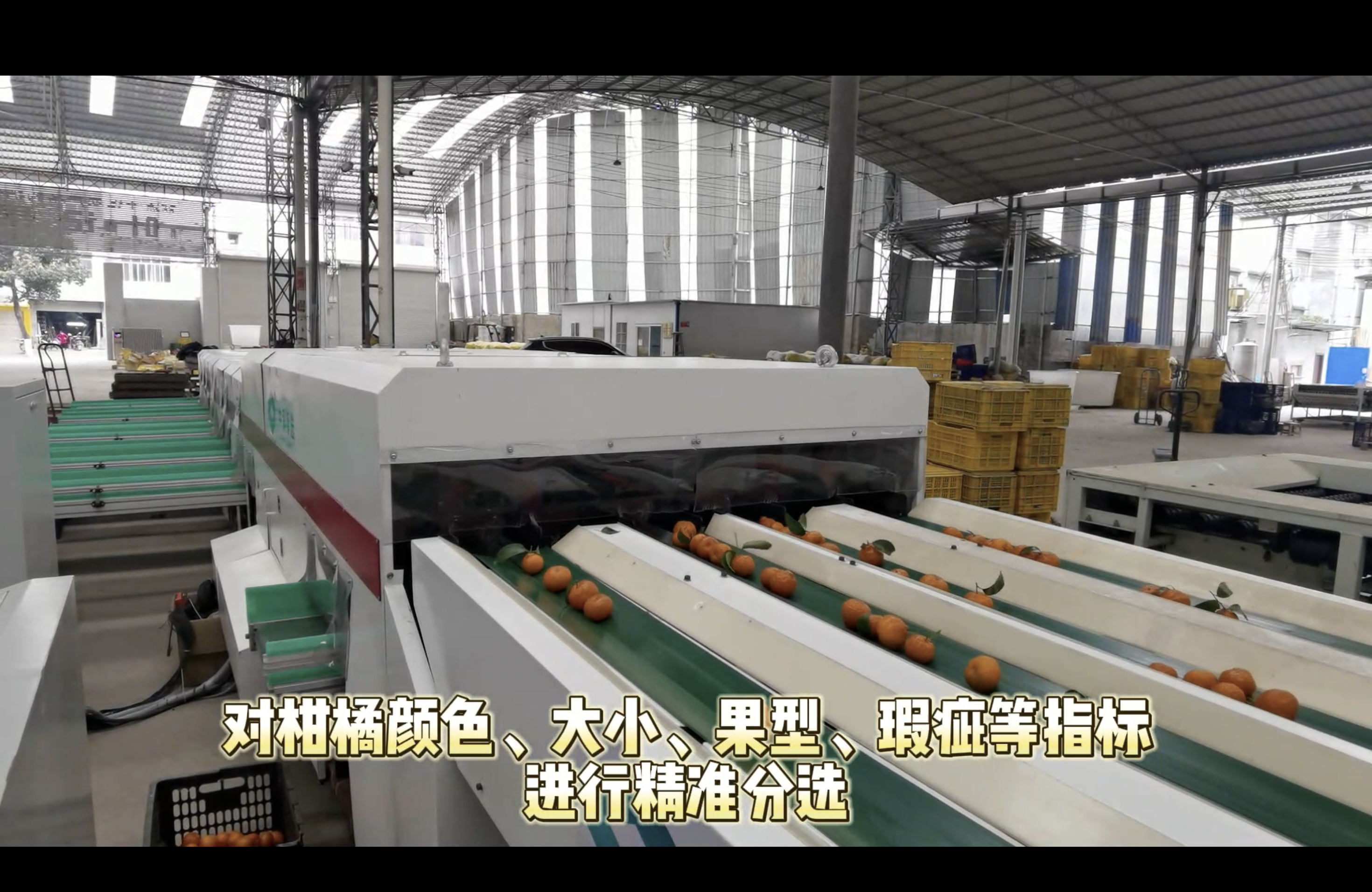 Industrial orange sorting machine