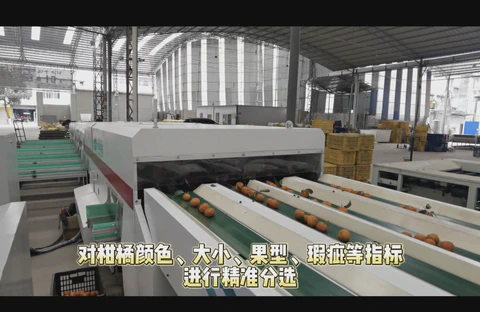 Fruits Sorting Machine